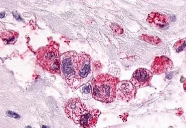Anti-PTGER3 antibody used in IHC (Paraffin sections) (IHC-P). GTX13381