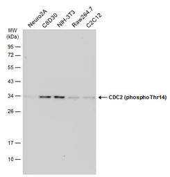 Anti-CDC2 (phospho Thr14) antibody used in Western Blot (WB). GTX133860