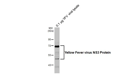 Anti-Yellow Fever virus NS3 Protein antibody used in Western Blot (WB). GTX133958