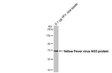 Anti-Yellow Fever virus NS3 protein antibody used in Western Blot (WB). GTX133959