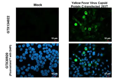 Anti-Yellow Fever virus Capsid Protein C antibody used in Immunocytochemistry/ Immunofluorescence (ICC/IF). GTX134022
