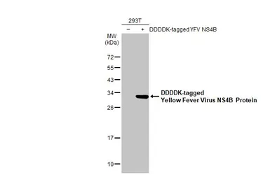 Anti-Yellow Fever virus NS4B Protein antibody used in Western Blot (WB). GTX134030