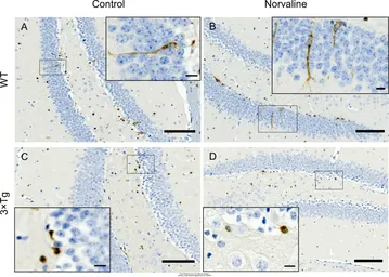 Anti-Doublecortin antibody used in IHC (Paraffin sections) (IHC-P). GTX134052
