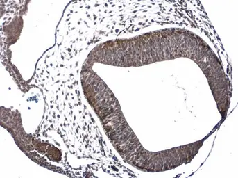 Anti-Doublecortin antibody used in IHC (Paraffin sections) (IHC-P). GTX134052