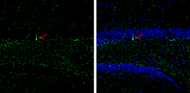 Anti-Doublecortin antibody used in IHC (Frozen sections) (IHC-Fr). GTX134052
