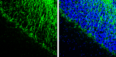 Anti-NF-L antibody used in IHC (Frozen sections) (IHC-Fr). GTX134075