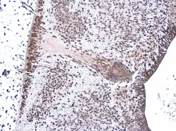 Anti-Neurogenin 1 antibody used in IHC (Paraffin sections) (IHC-P). GTX134080