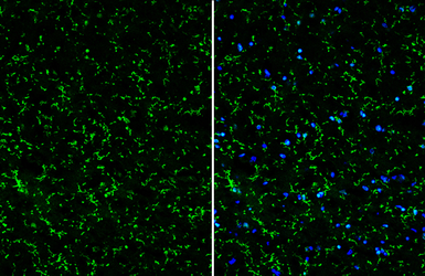 Anti-TMEM119 antibody used in IHC (Frozen sections) (IHC-Fr). GTX134087