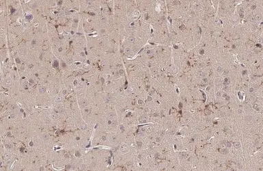 Anti-TMEM119 antibody used in IHC (Paraffin sections) (IHC-P). GTX134087