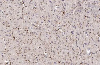 Anti-TMEM119 antibody used in IHC (Paraffin sections) (IHC-P). GTX134087