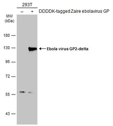 Anti-Ebola virus GP2 antibody used in Western Blot (WB). GTX134145