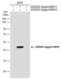 Anti-MEK1 antibody used in Western Blot (WB). GTX134234