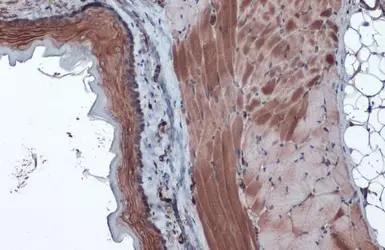 Anti-Caspase 6 antibody used in IHC (Paraffin sections) (IHC-P). GTX134362