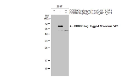 Anti-Norovirus VP1 antibody used in Western Blot (WB). GTX134381