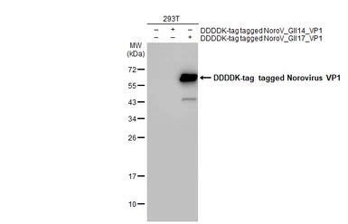 Anti-Norovirus VP1 antibody used in Western Blot (WB). GTX134382