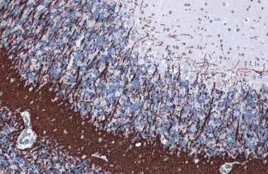 Anti-Myelin PLP antibody used in IHC (Paraffin sections) (IHC-P). GTX134433