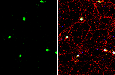 Anti-CLOCK antibody used in Immunocytochemistry/ Immunofluorescence (ICC/IF). GTX134464