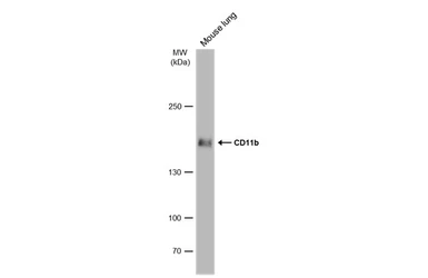 Anti-CD11b antibody used in Western Blot (WB). GTX134493