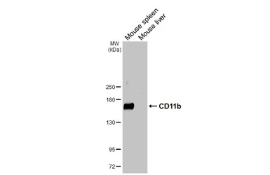 Anti-CD11b antibody used in Western Blot (WB). GTX134493