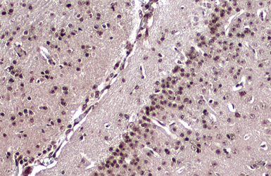 Anti-EMX1 antibody used in IHC (Paraffin sections) (IHC-P). GTX134507