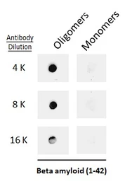 Anti-beta Amyloid (1-42) antibody – Conformation Specific used in Dot blot (Dot). GTX134510
