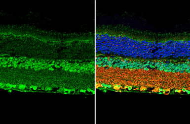 Anti-BDNF antibody used in IHC (Paraffin sections) (IHC-P). GTX134514