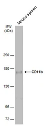Anti-CD11b antibody used in Western Blot (WB). GTX134542