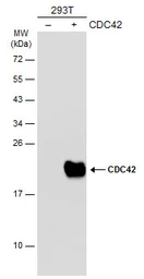 Anti-CDC42 antibody used in Western Blot (WB). GTX134588