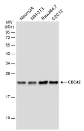 Anti-CDC42 antibody used in Western Blot (WB). GTX134588