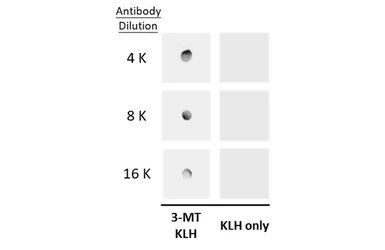 Anti-3-Methoxytyramine antibody used in Dot blot (Dot). GTX134712
