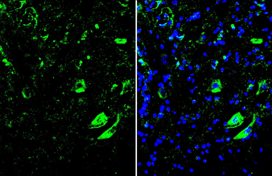 Anti-HB9 / HLXB9 antibody used in IHC (Frozen sections) (IHC-Fr). GTX134781
