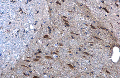 Anti-CaMKII antibody used in IHC (Paraffin sections) (IHC-P). GTX135117