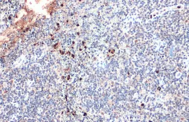 Anti-Myeloperoxidase antibody used in IHC (Paraffin sections) (IHC-P). GTX135126