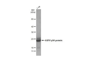 ASFV p54 (ECD) protein, His Tag. GTX135175-pro