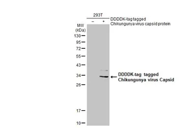 Anti-Chikungunya virus Capsid antibody used in Western Blot (WB). GTX135183