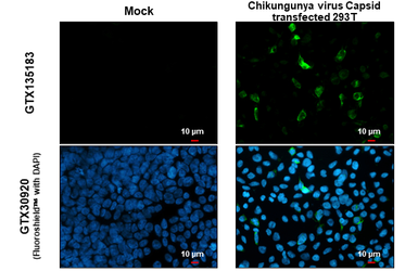 Anti-Chikungunya virus Capsid antibody used in Immunocytochemistry/ Immunofluorescence (ICC/IF). GTX135183