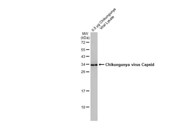 Anti-Chikungunya virus Capsid antibody used in Western Blot (WB). GTX135183
