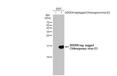 Anti-Chikungunya virus E3 antibody used in Western Blot (WB). GTX135184