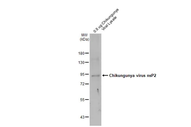 Anti-Chikungunya virus nsP2 antibody used in Western Blot (WB). GTX135188