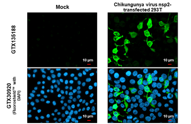 Anti-Chikungunya virus nsP2 antibody used in Immunocytochemistry/ Immunofluorescence (ICC/IF). GTX135188