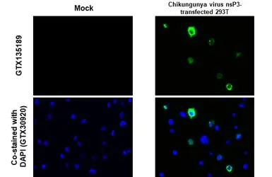Anti-Chikungunya virus nsP3 antibody used in IHC-P (cell pellet) (IHC-P (cell pellet)). GTX135189