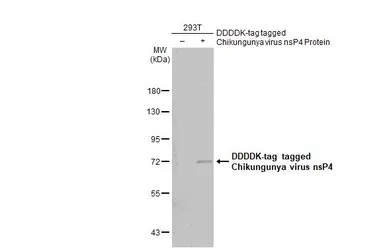 Anti-Chikungunya virus nsP4 antibody used in Western Blot (WB). GTX135190