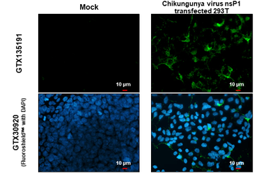 Anti-Chikungunya virus nsP1 antibody used in Immunocytochemistry/ Immunofluorescence (ICC/IF). GTX135191