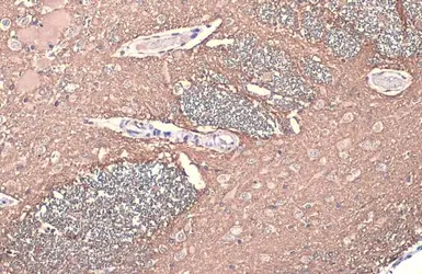 Anti-Synapsin II antibody used in IHC (Paraffin sections) (IHC-P). GTX135310