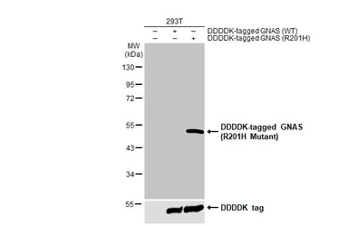 Anti-GNAS (R201H Mutant) antibody used in Western Blot (WB). GTX135413