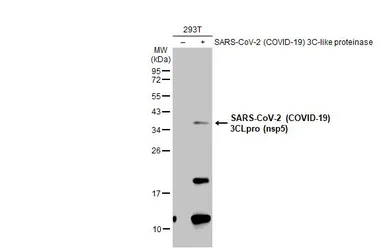 Anti-SARS-CoV-2 (COVID-19) 3CLpro (nsp5) antibody used in Western Blot (WB). GTX135648