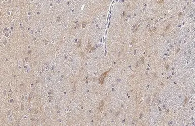 Anti-Tau (phospho Thr217) antibody used in IHC (Paraffin sections) (IHC-P). GTX135775