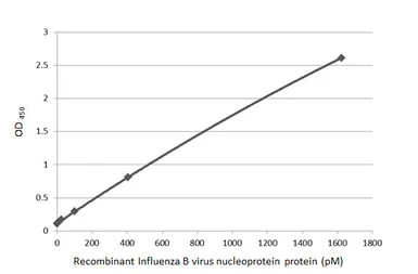 Influenza B virus Nucleoprotein (B/Sydney/3/2004), DDDDK Tag. GTX135867-pro