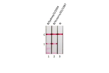 Influenza B virus Nucleoprotein (B/Sydney/3/2004), DDDDK Tag. GTX135867-pro