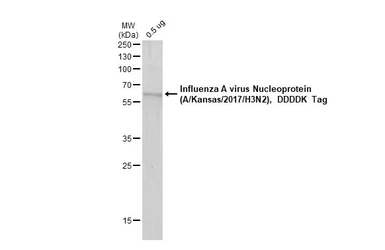 Influenza A virus Nucleoprotein (A/Kansas/2017/H3N2), DDDDK Tag. GTX135903-pro